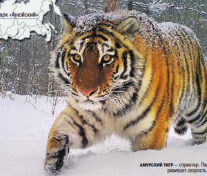 Анюйский национальный парк